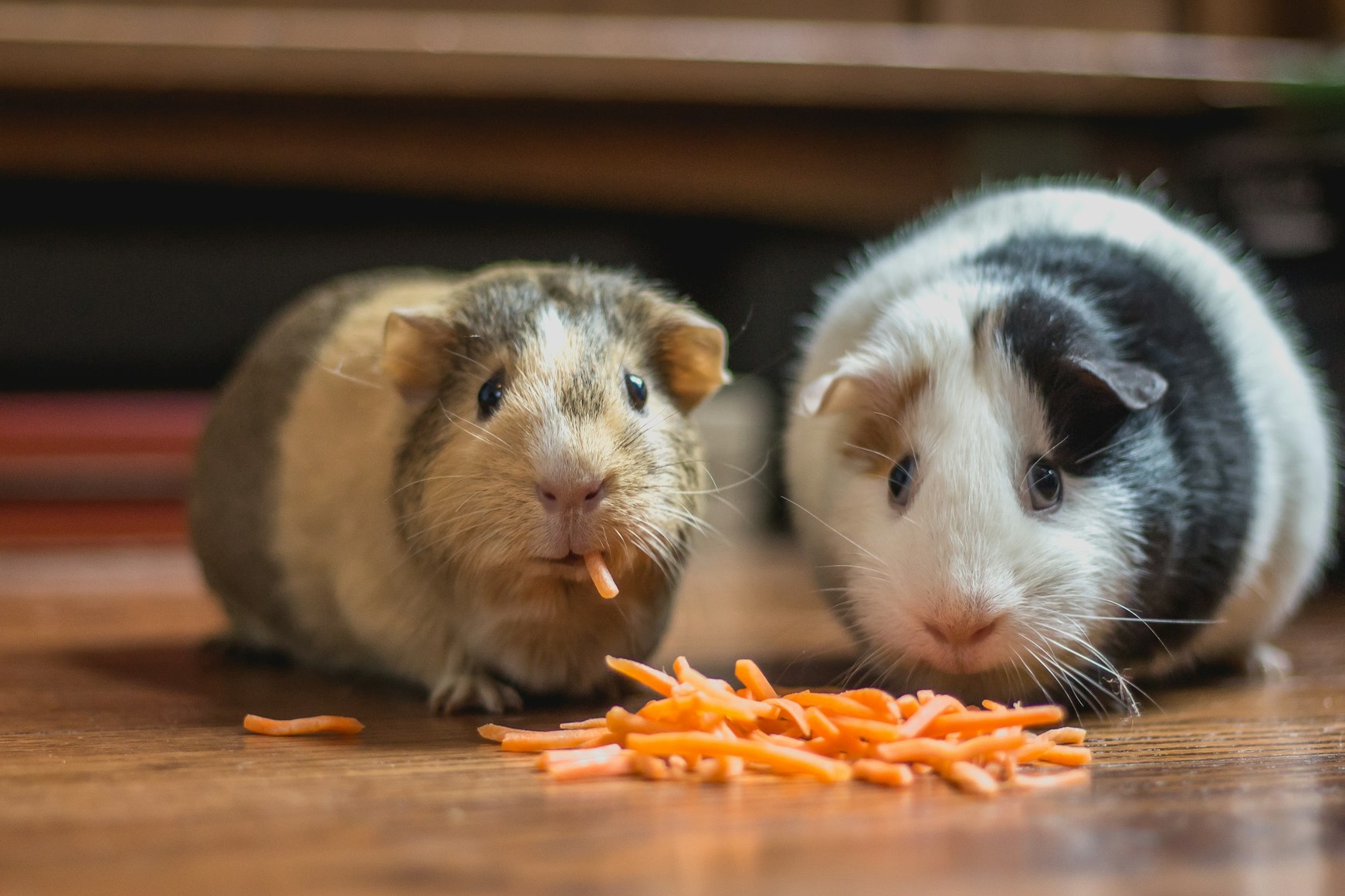 Pet food science and functional nutrition