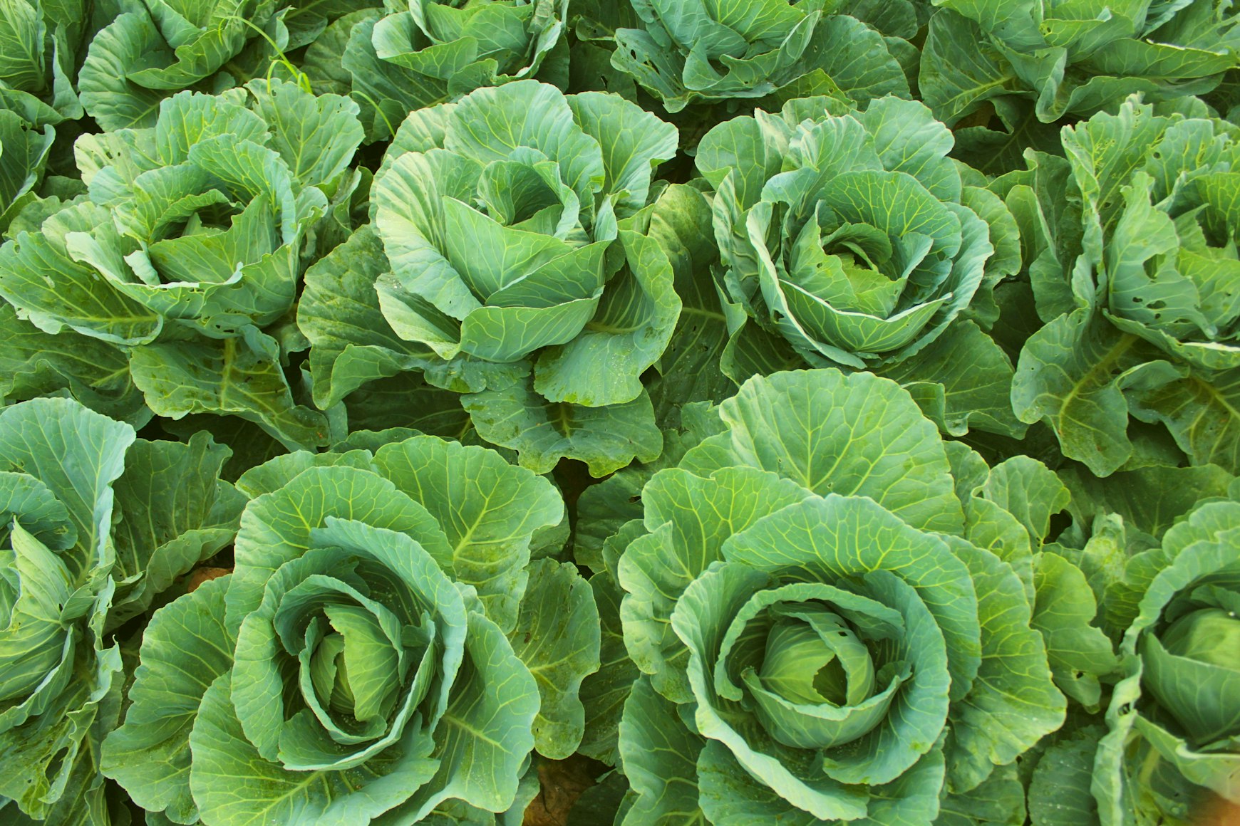 Sustainable agriculture and carbon footprint