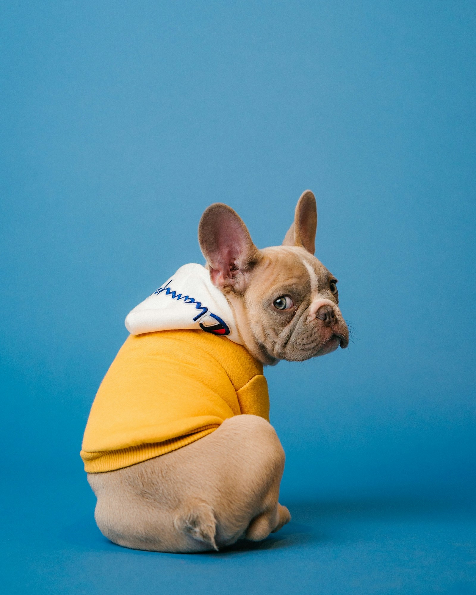 Pet food palatability and coatings