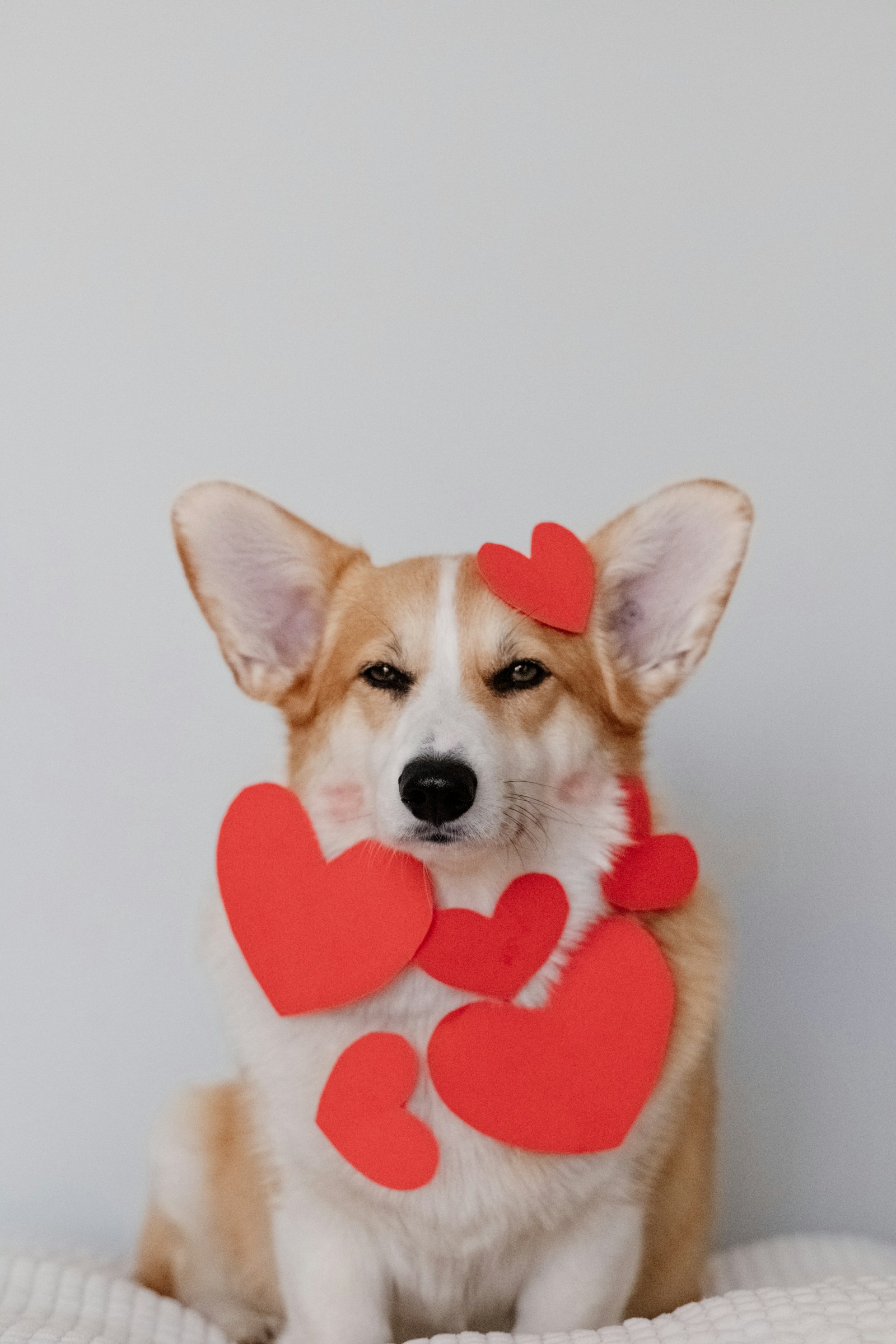 Protein sources in pet food