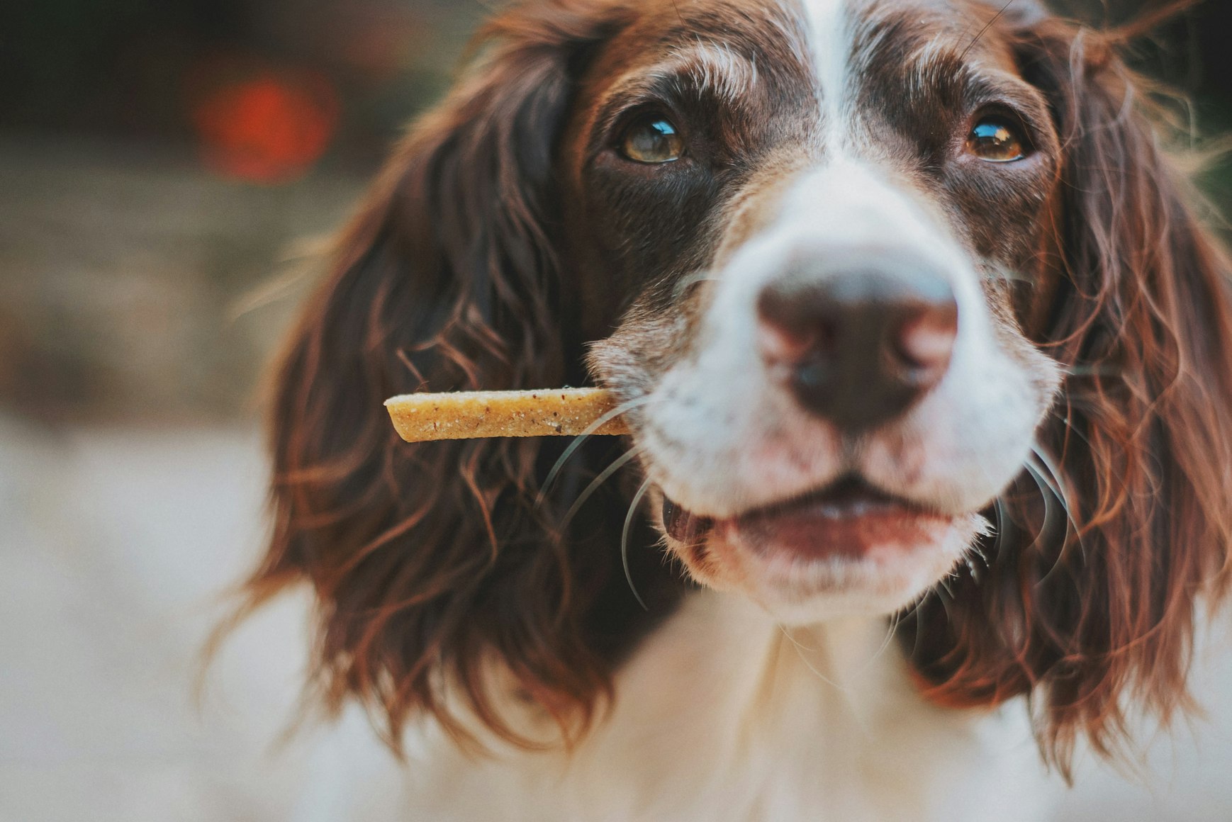 Pet food and animal nutrition